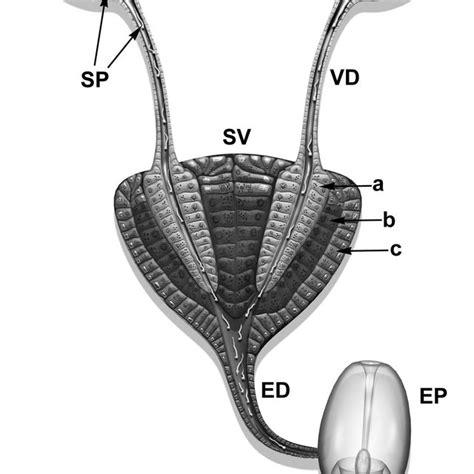 Female Snake Reproductive System - amenitymoms