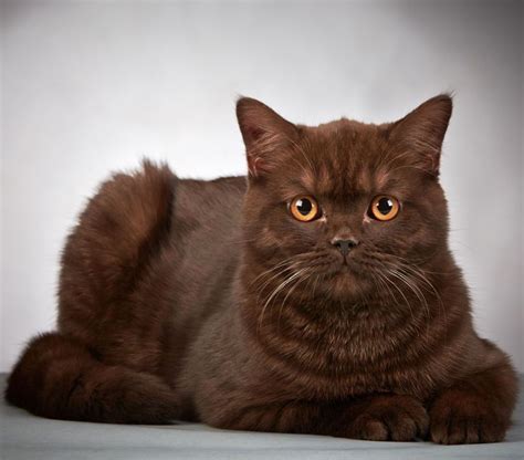 Chocolate Brown Cat Breeds - Pets Lovers