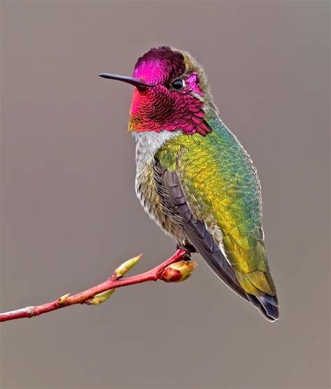 Perched male Anna's Hummingbird | BirdNote