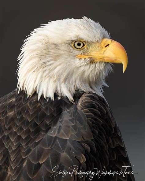 Alaskan Bald Eagle Face Close-up - Shetzers Photography