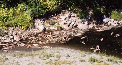 Removal of Klamath Dams Would Be Largest River Restoration in U.S ...