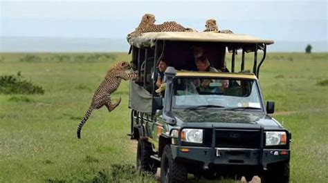 Tourism Activities in Maasai Mara National Reserve | Kenya Safaris