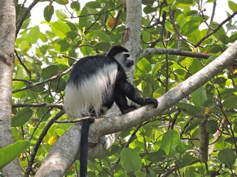 Black & White Colobus Monkey – My Bird of the Day