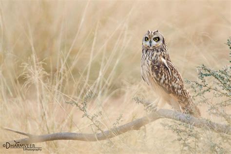 Short-eared owl (Habitat shot) - Birds and Blooms