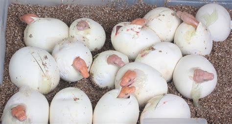 Python Egg Incubation