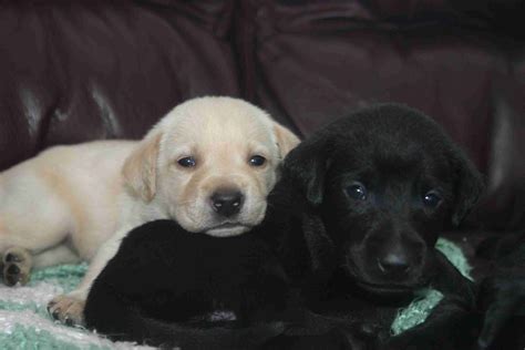 Chocolate Lab Puppies For Adoption In Ct - Search Best 4K Wallpapers