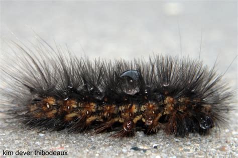 Black Fuzzy Caterpillar - Estigmene acrea - BugGuide.Net