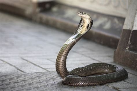 Habitat and Other Facts About the Majestic and Scary King Cobras