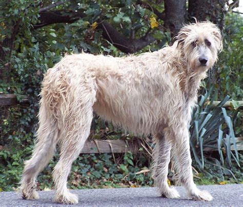 Irish Wolfhound Info, Temperament, Puppies, Pictures, Lifespan