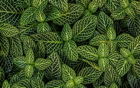 Many green leaves of a plant with white stripes Desktop wallpapers ...