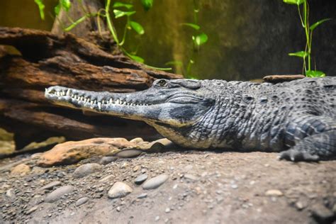 African Slender-snouted Crocodile | The Maryland Zoo