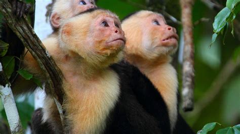 Wildlife Holidays in Honduras - Naturetrek