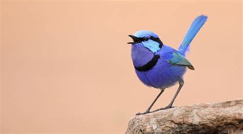 Splendid Fairy-wren - BirdLife Australia