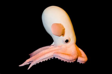 The Rare Dumbo Octopus, Grimpoteuthis - Owlcation