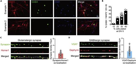 GABAergic neurons and glutamatergic/GABAergic synapses in hiPSC derived ...