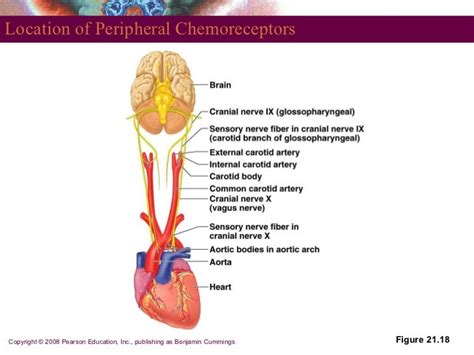 Respiratory 1227375521318795-9-7