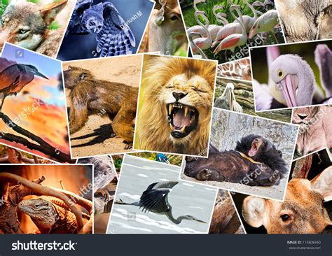 498 Multi Frame Image Wild Animals Images, Stock Photos & Vectors ...