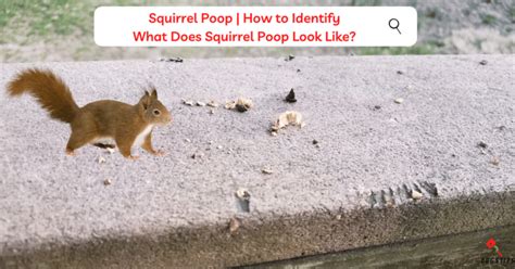 Squirrel Poop vs Rat Poop: A Detailed Comparison - BugsTips