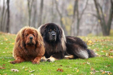 12 Tibetan Mastiff Colors That Will Definitely Break The Bank