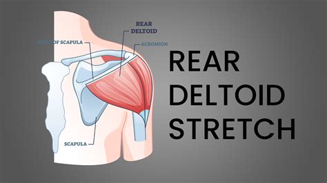 3 Best Rear Deltoid Stretches (with Pictures!) - Inspire US