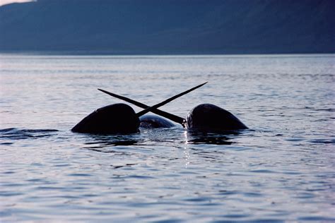 Narwhals, Tusked Whales of the Arctic, See With Sound. Really Well ...