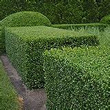 Buxus sempervirens - How to grow & care