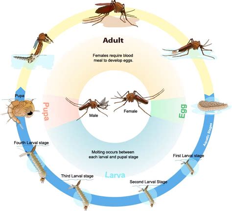 Culex_mosquito_life_cycle_en wik rev dw - Vector Control Services