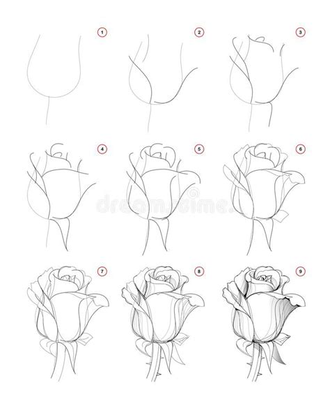 How to draw step-wise beautiful rose flower bud. Creation step by step ...