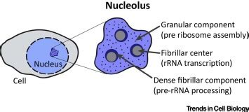 Nucleolus Do Animal Cell : Bacteria, Animal and Plant Cells : The brain ...