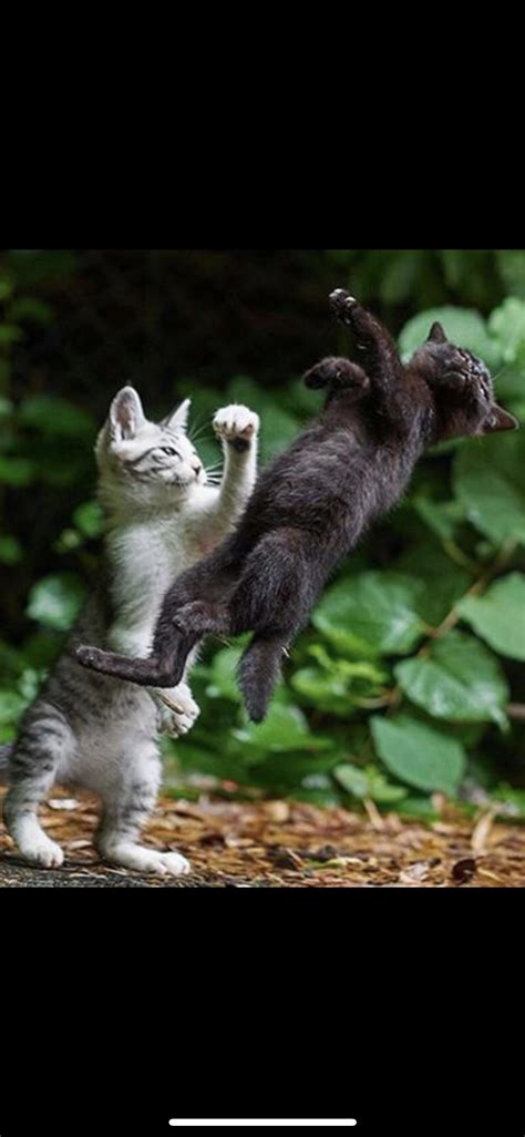 PsBattle: Two kittens fighting. : r/photoshopbattles