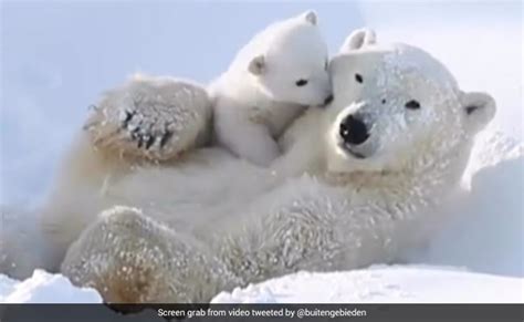 Video Of Baby Polar Bear Enjoying With Mother In The Ice Amazes Internet