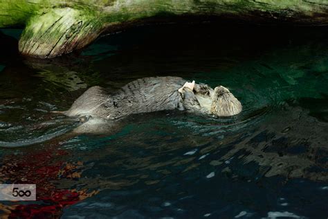 Sea otter in Lisbon Oceanarium 2 | Lisbon oceanarium, Sea otter, Otters