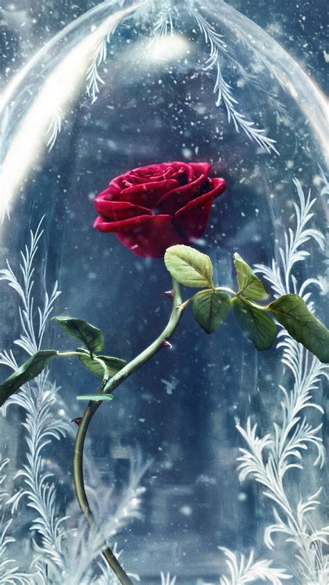 Beauty And The Beast Rose Wallpapers - Wallpaper Cave