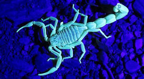 Why Do Scorpions Glow? | EntoBlog