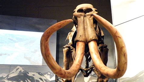 Mammoth bones hint humans were in N. America earlier than thought ...