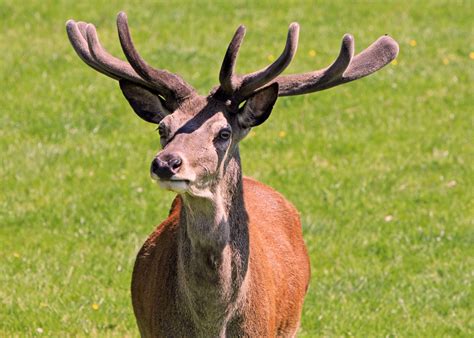 Mountain Deer wildlife in Great Smoky Mountains National Park ...