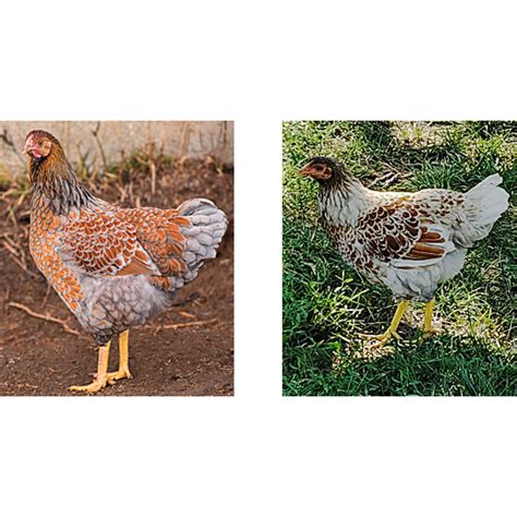 Blue Laced Red Wyandotte or Splash Laced Red Wyandotte? - Cackle Hatchery