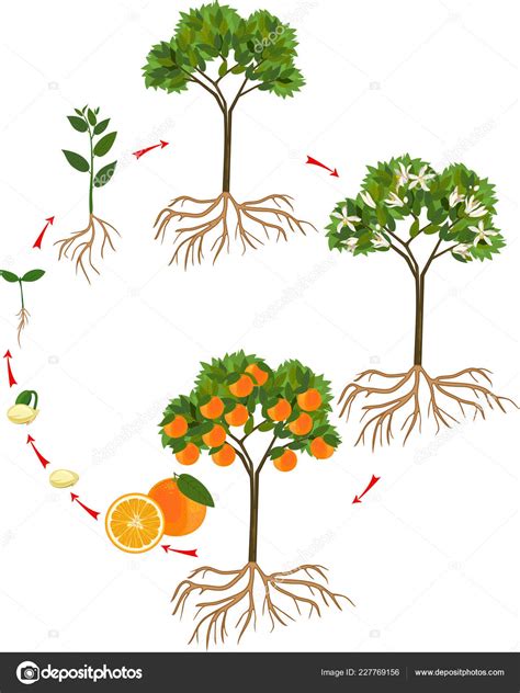 Life Cycle Orange Tree Stages Growth Seed Sprout Adult Plant Stock ...