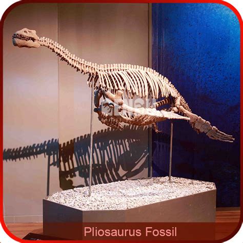 Complete Dinosaur Fossils Dinosaur Vertebrae Pliosaurus Fossil - China ...