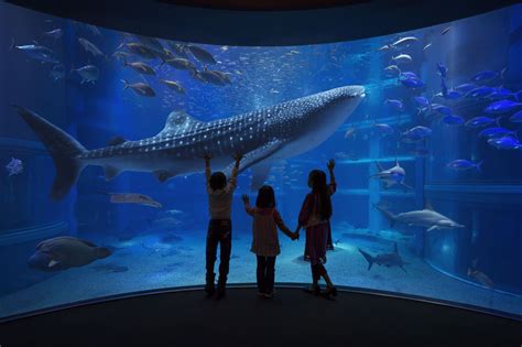 8 Aquariums You Can Only Visit in Japan | tsunagu Japan | Japan travel ...