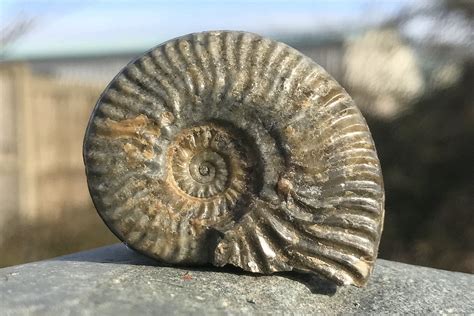 Interpreting ammonite fossils – Deposits Mag