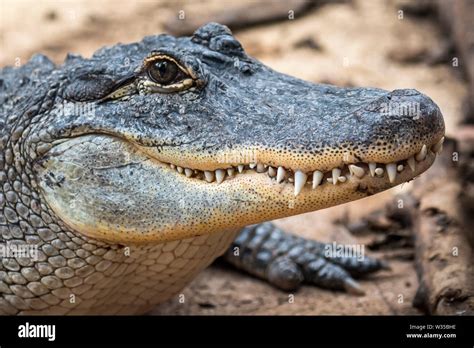 Alligator showing teeth hi-res stock photography and images - Alamy