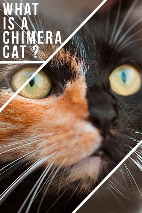 What is a Chimera Cat? - Fun facts about cats. | Fun facts about cats ...