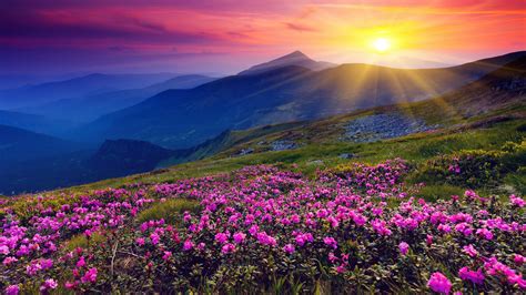 Wildflowers At Sunrise Wallpapers - Wallpaper Cave