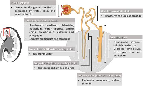 Parts Of The Kidney Nephron