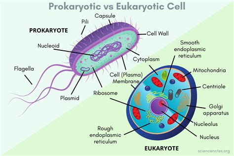 Prokaryotic And Eukaryotic Cells