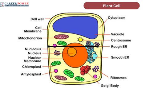 Plant Cell Diagram, Structure, Types and Functions