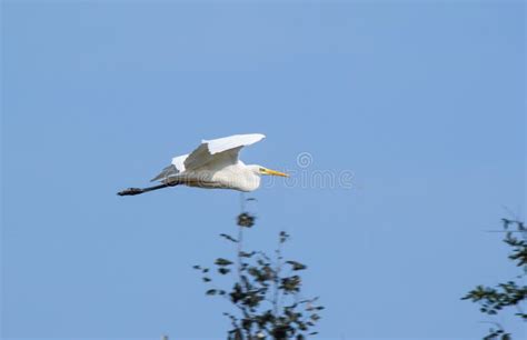 Flying heron stock photo. Image of nature, egret, bird - 46099760