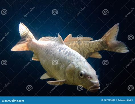 Beautiful Silver Colored Fish Stock Image - Image of colored, fish ...