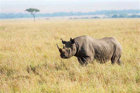 Black Rhinoceros In Savannah Grassland Photograph by Mike Hill - Fine ...